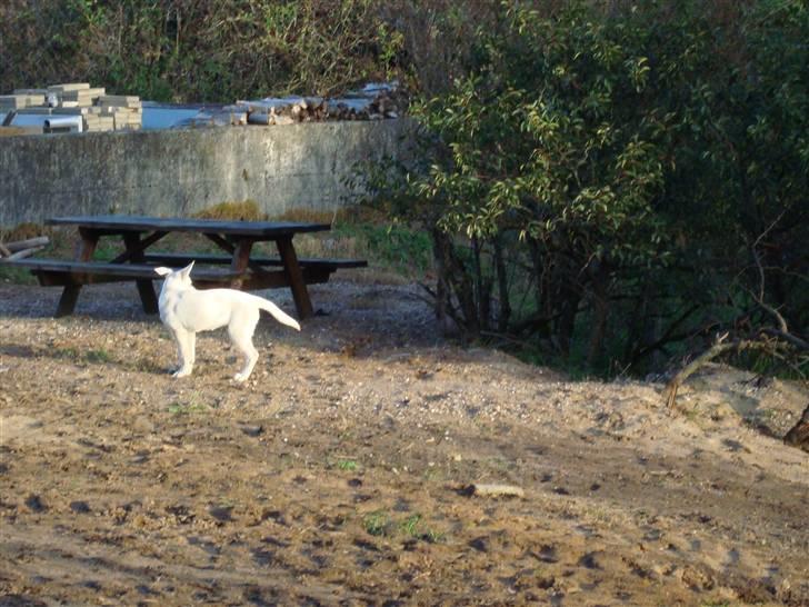 Hvid schæfer Bella - 20.9.2010 billede 18