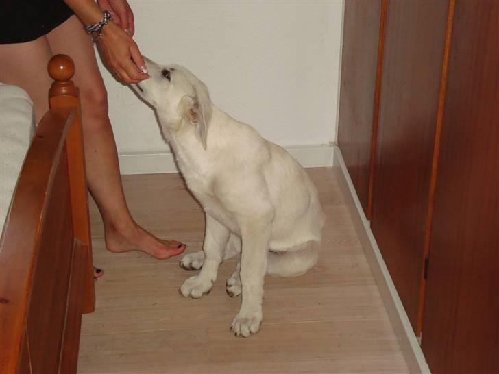 Hvid schæfer Bella - 20.10.2010 vi fik hende vejet i dag og hun vejede 16.25kg.  så det går den rigtige vej. billede 19