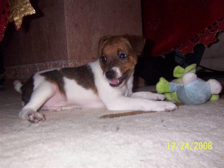 Dansk svensk gaardhund Chico - Chico 8 uger  billede 2