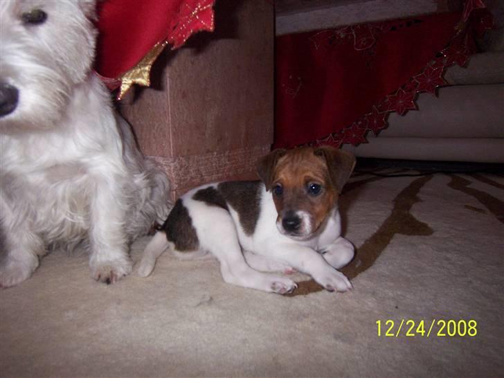 Dansk svensk gaardhund Chico billede 3