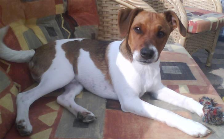 Dansk svensk gaardhund Chico billede 4