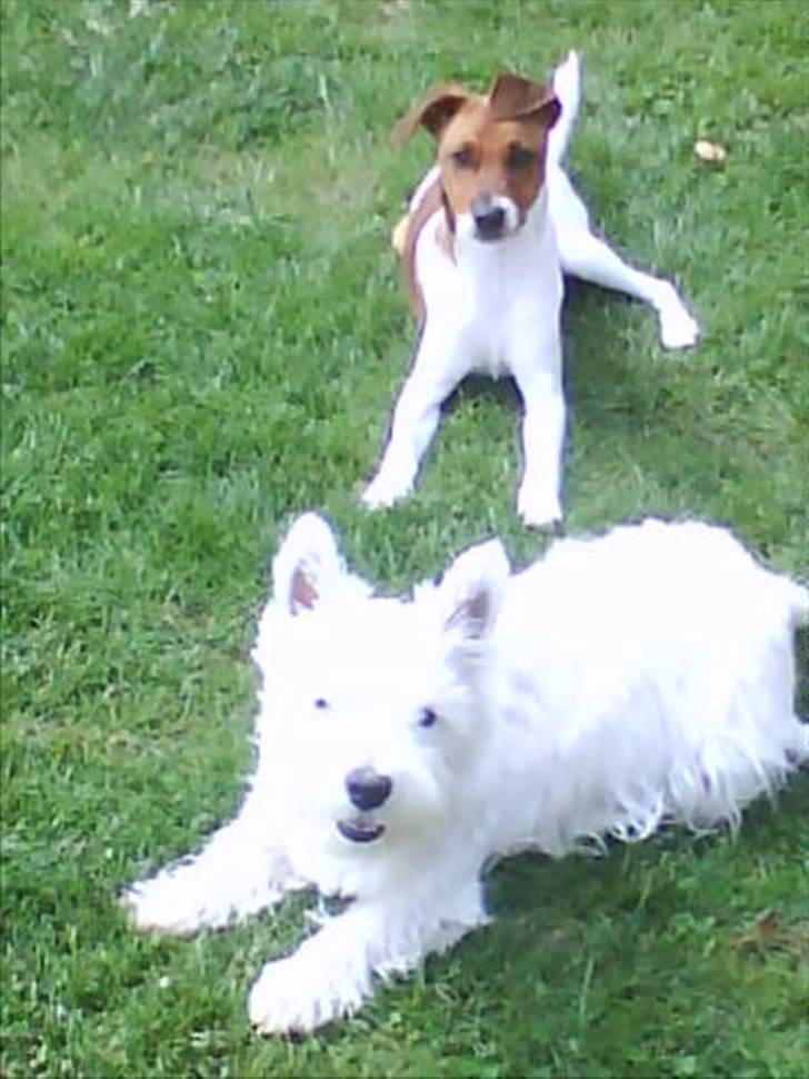 Dansk svensk gaardhund Chico billede 5