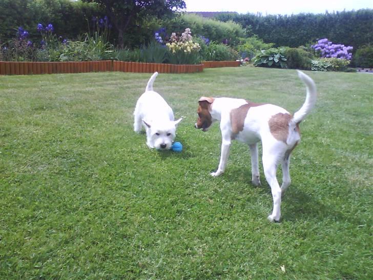 Dansk svensk gaardhund Chico billede 6