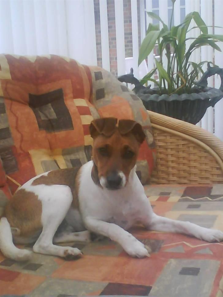 Dansk svensk gaardhund Chico billede 7