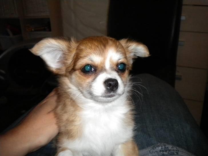 Chihuahua Cassie - vores dejlige chihuahua Cassie som kommer til at ligne en ræve unge mere og mere billede 1