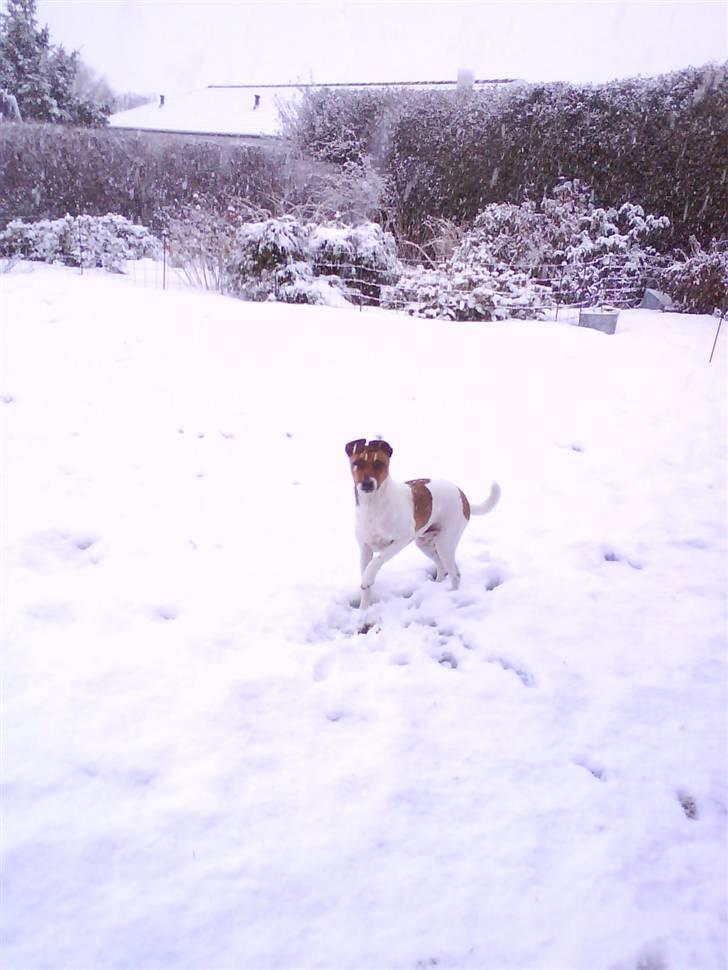 Dansk svensk gaardhund Chico billede 8