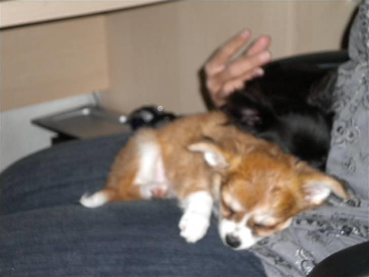 Chihuahua Cassie - uhh jeg er træt godt min mor elsker at putte billede 2