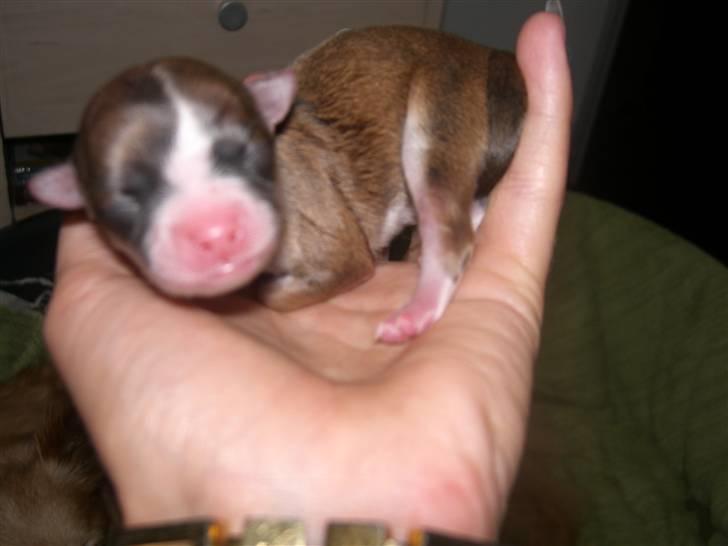 Chihuahua Cassie - her er jeg næsten lige blevet født billede 3