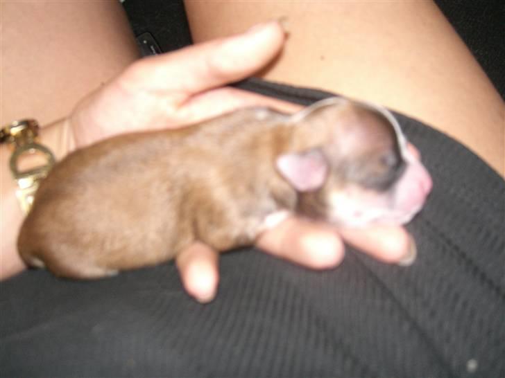 Chihuahua Cassie billede 4