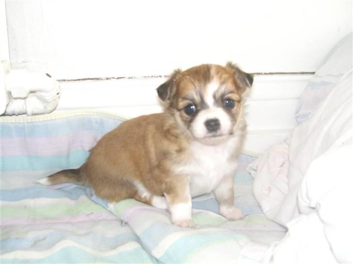 Chihuahua Cassie billede 5