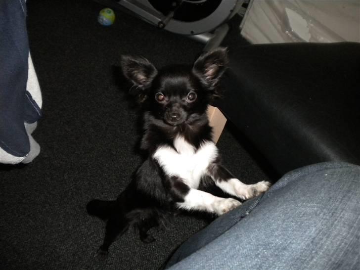 Chihuahua LIVI billede 6