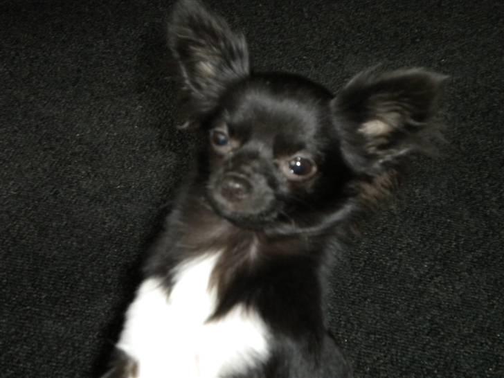 Chihuahua LIVI billede 7