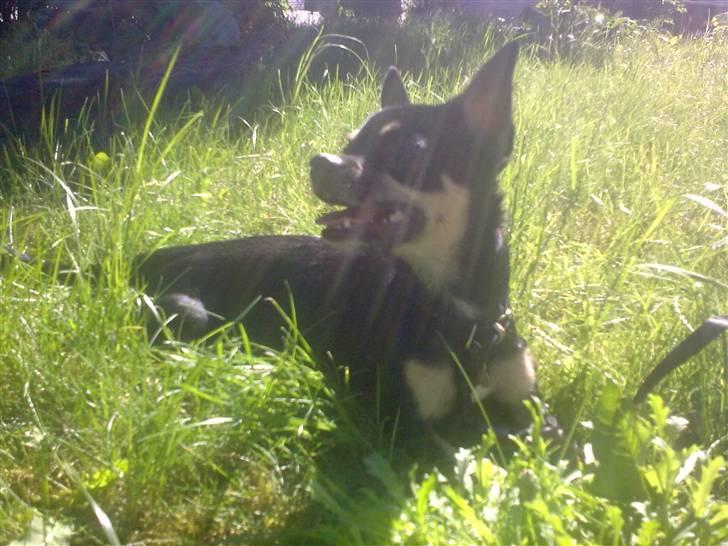 Chihuahua Rex billede 19