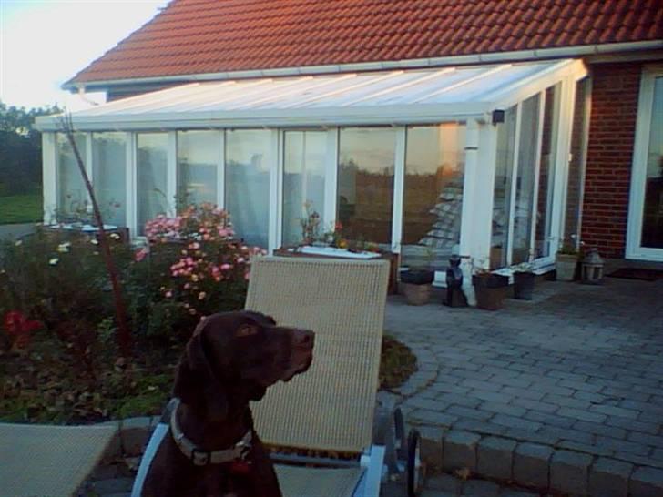 Blanding af racer Tiki billede 3