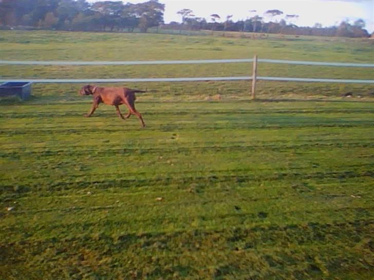 Blanding af racer Tiki billede 4