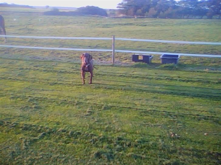 Blanding af racer Tiki billede 5