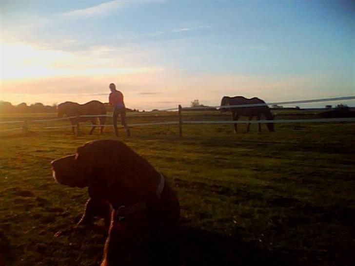 Blanding af racer Tiki billede 6