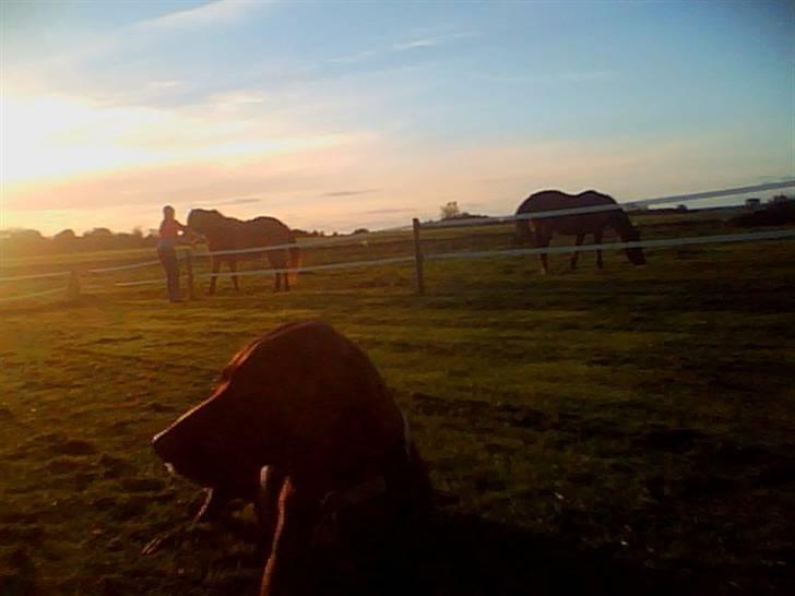 Blanding af racer Tiki billede 7