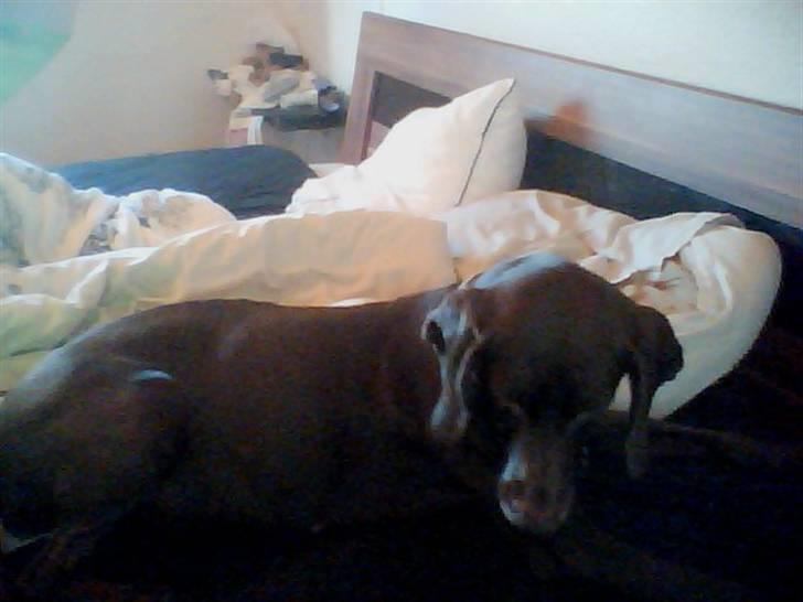 Blanding af racer Tiki billede 8