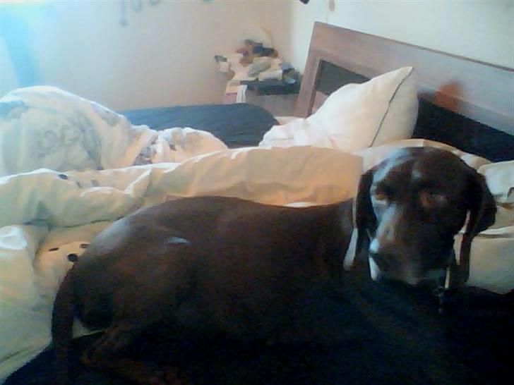 Blanding af racer Tiki billede 9