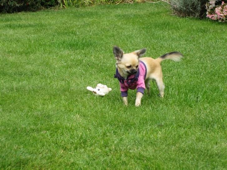 Chihuahua Malou billede 12