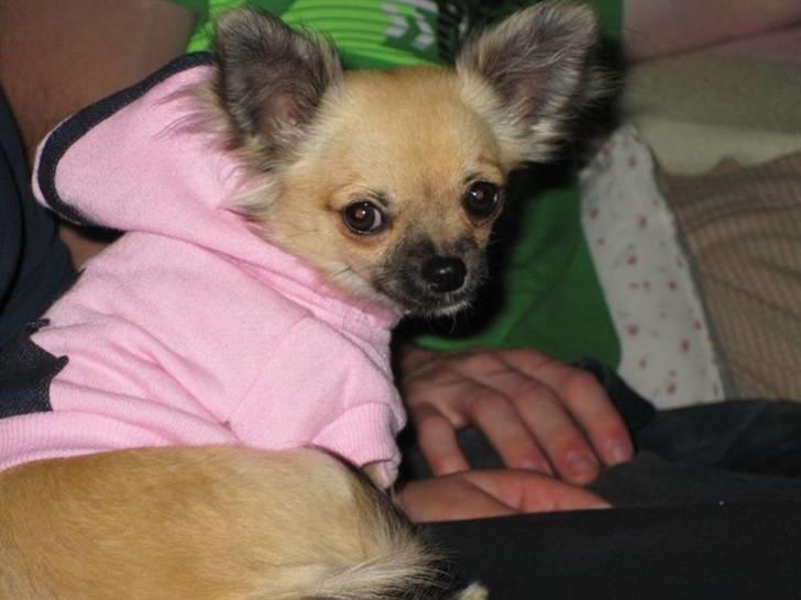 Chihuahua Malou billede 13