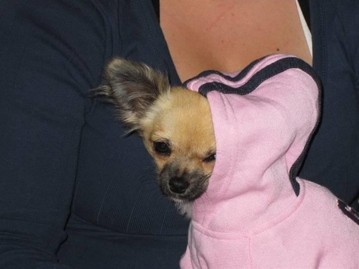 Chihuahua Malou billede 14