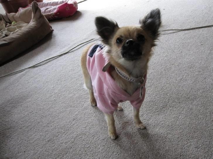 Chihuahua Malou billede 15