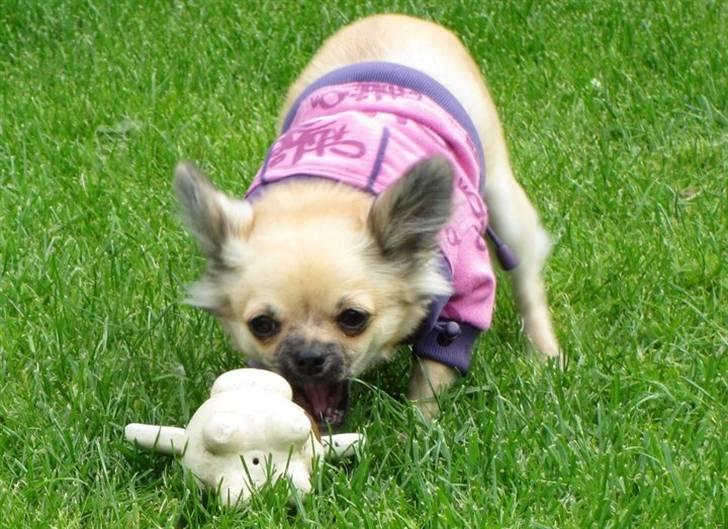 Chihuahua Malou billede 16