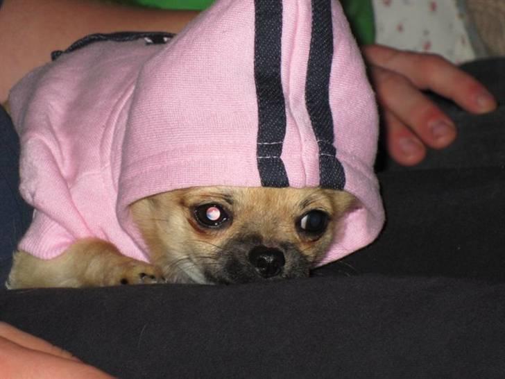 Chihuahua Malou billede 17