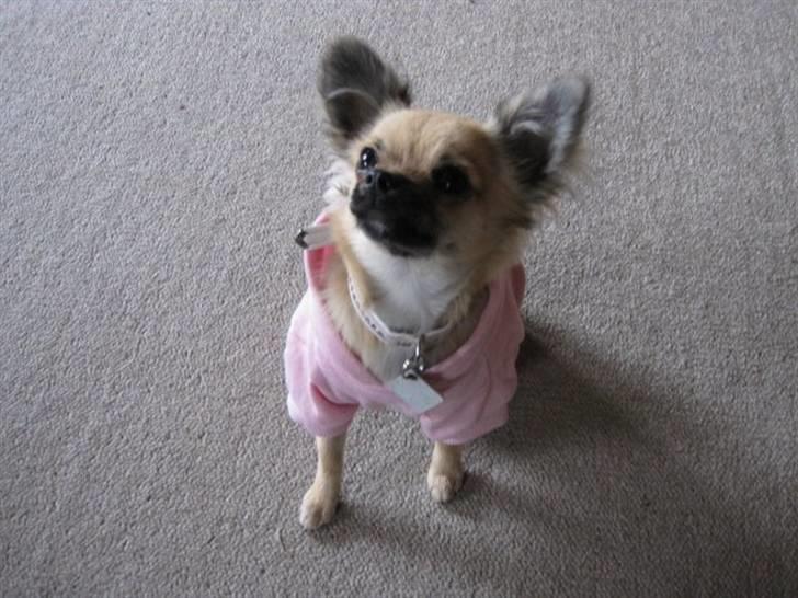 Chihuahua Malou billede 18