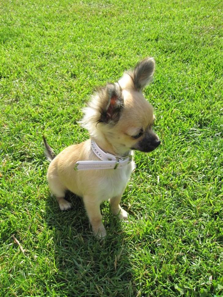 Chihuahua Malou billede 19