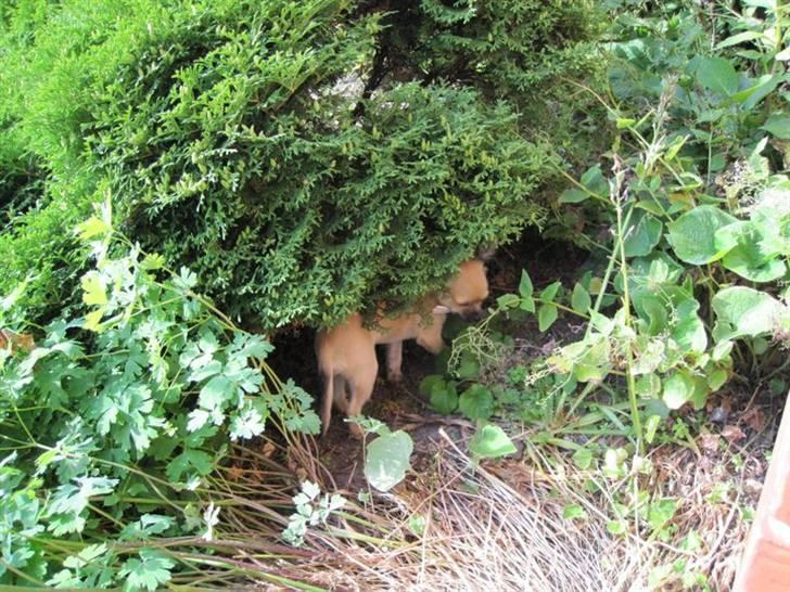 Chihuahua Malou billede 20