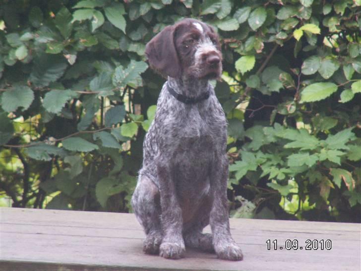 Ruhåret hønsehund Gaia ( SOLGT) billede 12