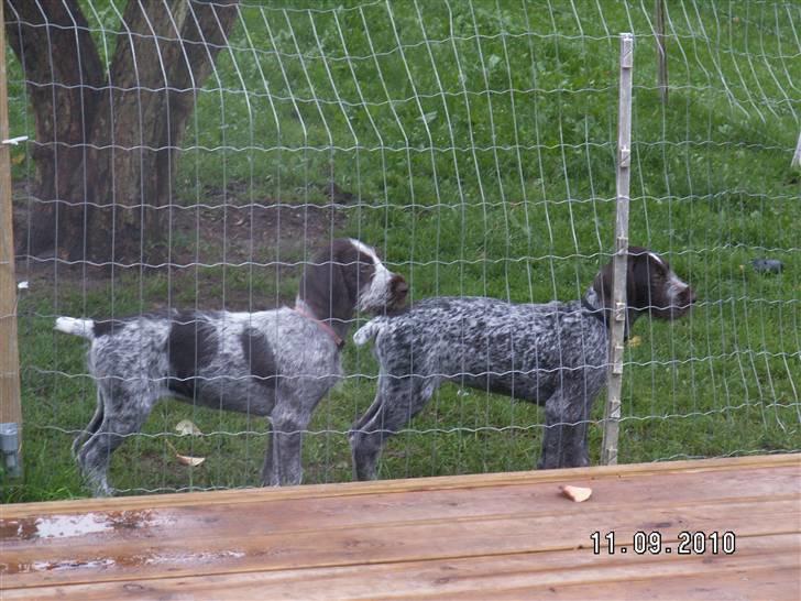 Ruhåret hønsehund Gaia ( SOLGT) - her stå jeg sammen med min søster Mika billede 13
