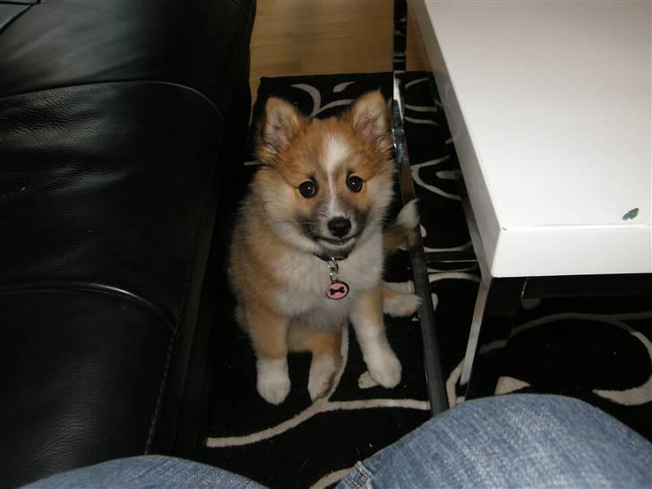 Islandsk fårehund Nala billede 7