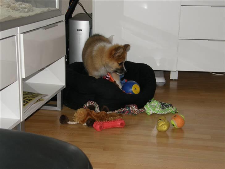 Islandsk fårehund Nala billede 8