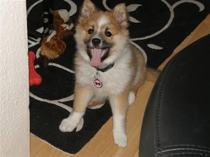 Islandsk fårehund Nala billede 9