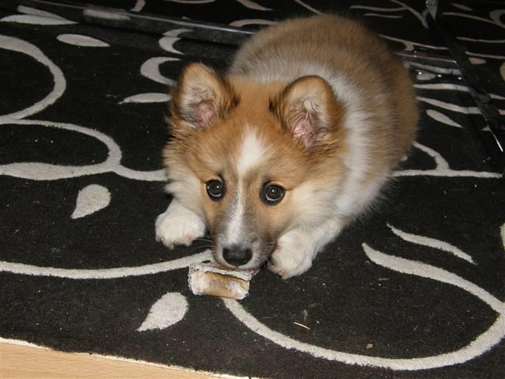 Islandsk fårehund Nala billede 10