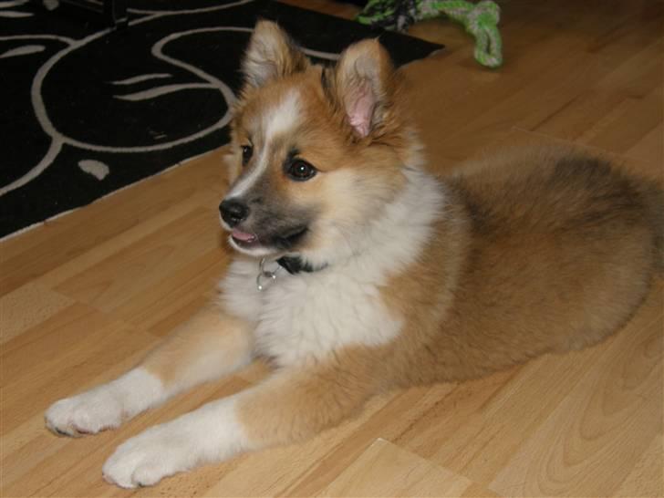 Islandsk fårehund Nala billede 11