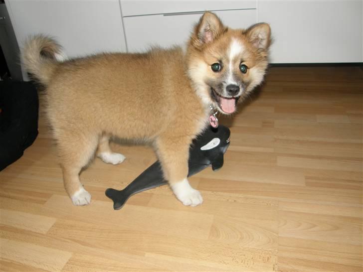 Islandsk fårehund Nala billede 12