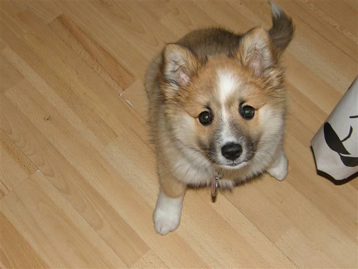 Islandsk fårehund Nala billede 13