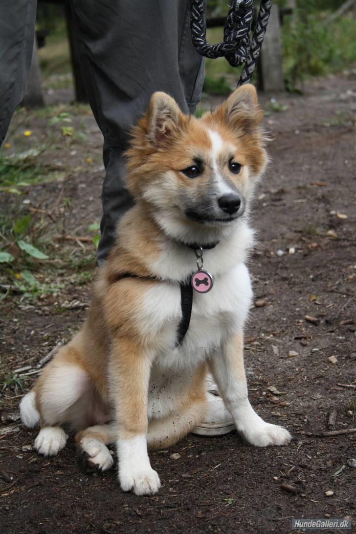 Islandsk fårehund Nala billede 14
