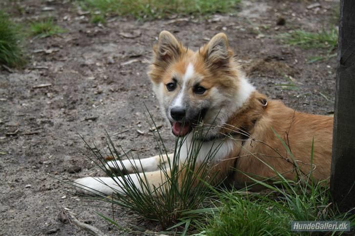Islandsk fårehund Nala billede 15
