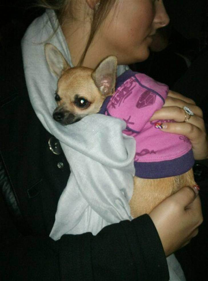 Chihuahua Bella billede 9