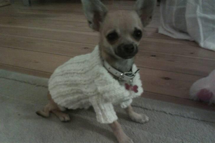 Chihuahua Bella billede 10