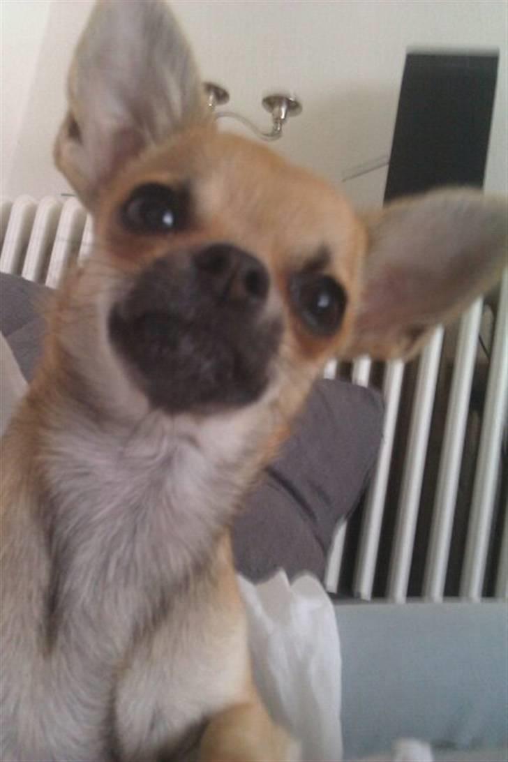 Chihuahua Bella billede 11