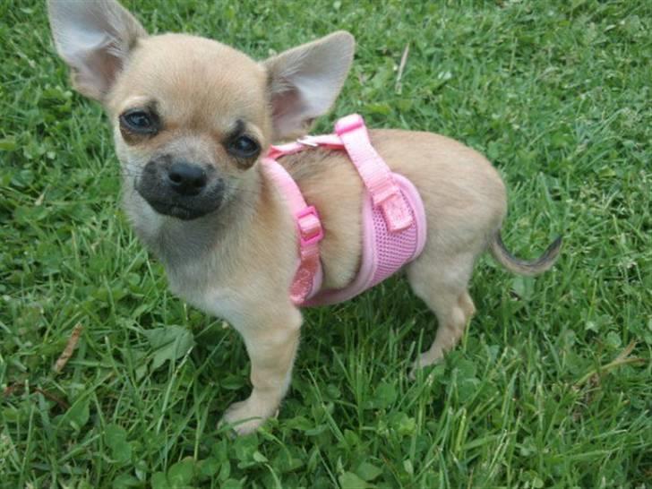 Chihuahua Bella billede 12
