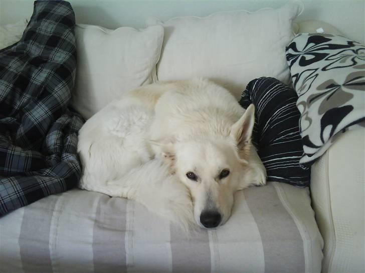 Hvid schæfer Bjørn billede 7