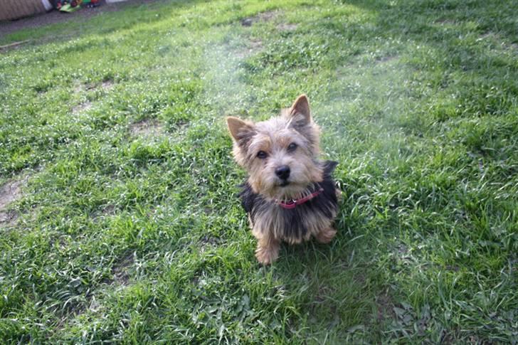 Norwich terrier My billede 14